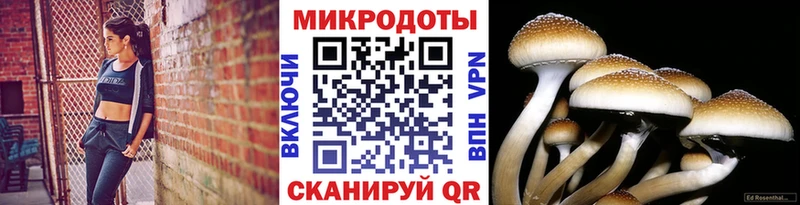 Псилоцибиновые грибы Psilocybe Сурск